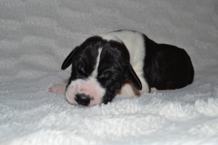 psík / male - 1 týždeň / week